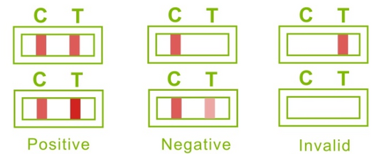 When to Take an Ovulation Test (+ What the Results Mean)